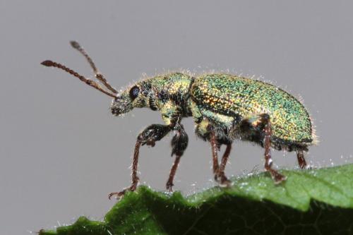 Réf. 101 784 : Phyllobius betulinus
