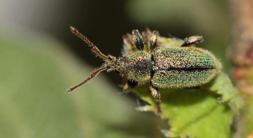 Phyllobius betulinus
