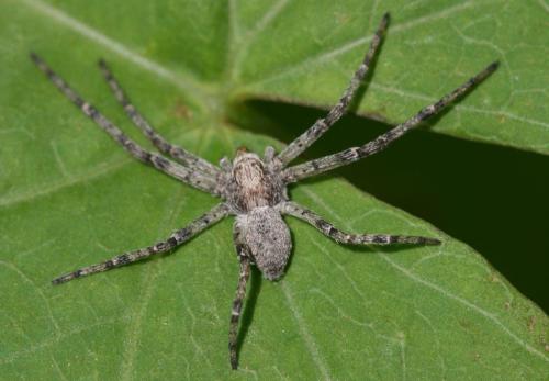 Philodromus sp.