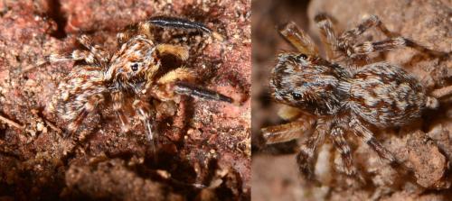 Réf. 101 630 : Pseudeuophrys vafra