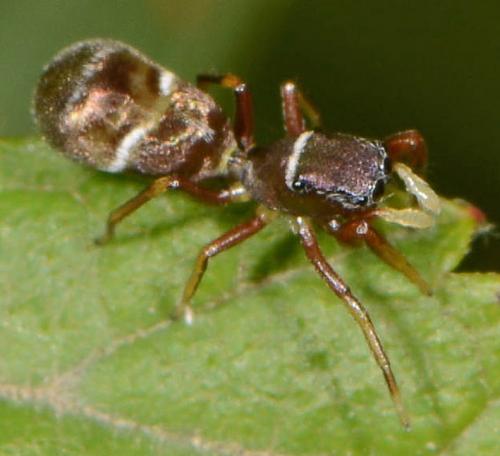 Synageles venator