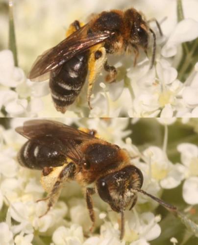 Andrena miegiella