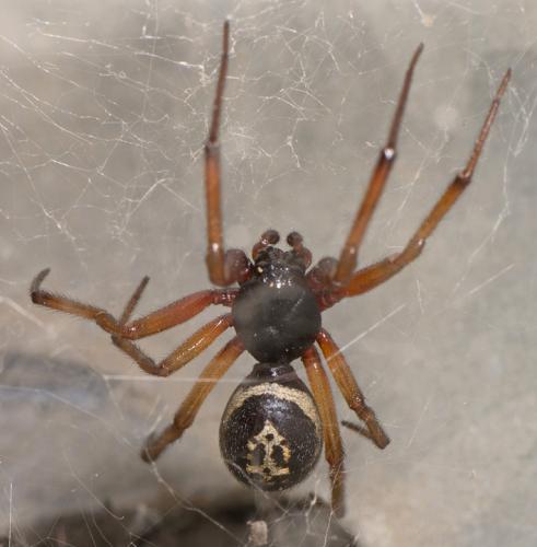 Réf. 101 685 : Steatoda nobilis