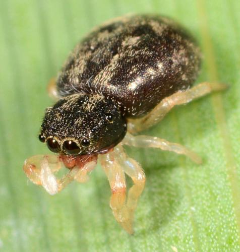 Réf. 101 823 : Ballus armadillo