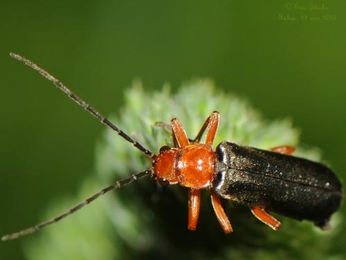 Réf. 101 120 : Cantharis sp.