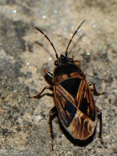 Réf. 101 195 : Trapezonotus sp.