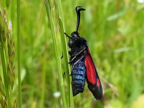 Réf. 101 300 : Zygaena trifolii