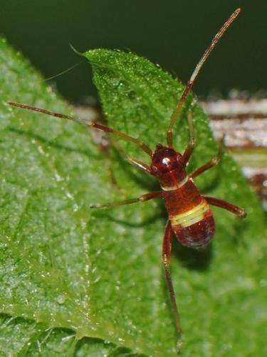 Closterotomus biclavatus