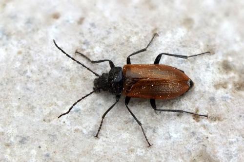 Omophlus rugosicollis