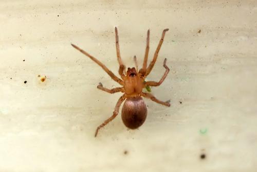 Drassodes sp.