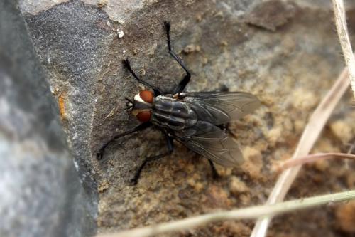 Sarcophaga sp.
