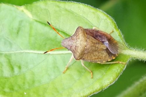 Réf. 101 826 : Peribalus strictus strictus