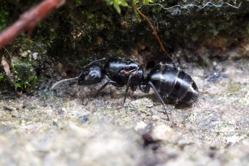 Réf. 101 827 : Camponotus vagus