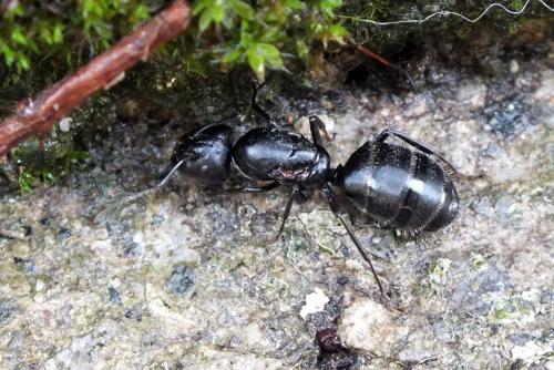 Réf. 101 939 : Camponotus vagus