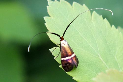 Réf. 101 894 : Adela australis