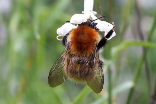 Bombus sp.