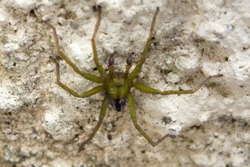 Réf. 101 589 : Micrommata ligurina