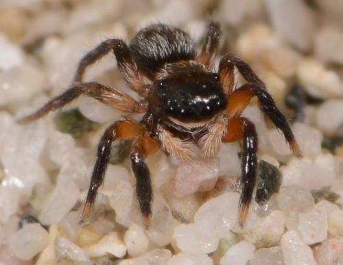 Euophrys innotata