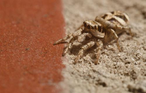 Salticus scenicus