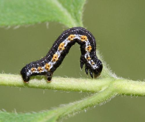 Hydria cervinalis