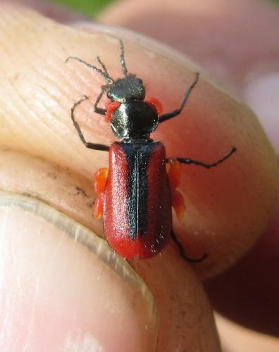 Malachius rubidus