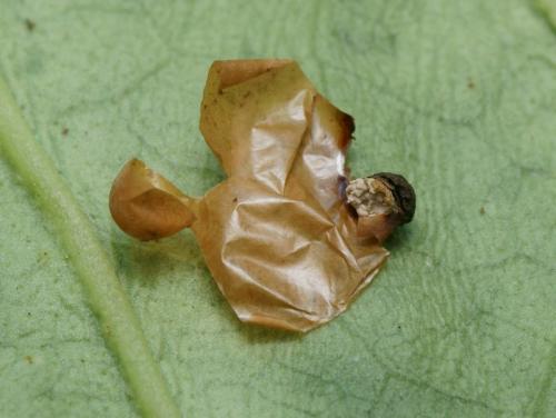 Arachnospila conjungens