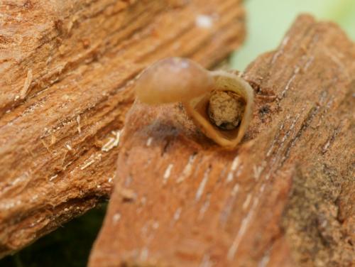 Arachnospila conjungens