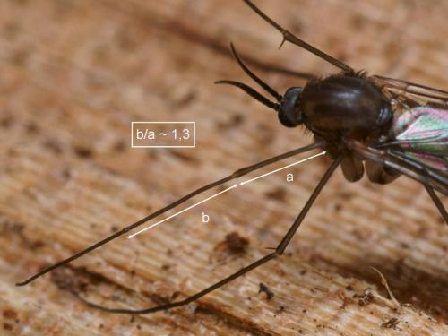 Cerotelion striatum