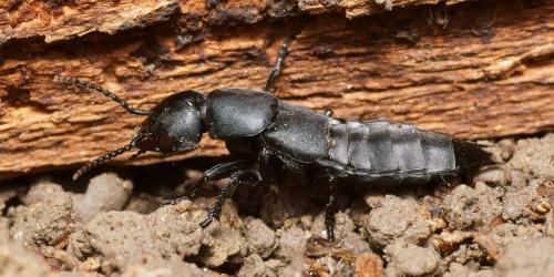 Réf. 101 836 : Ocypus sp.