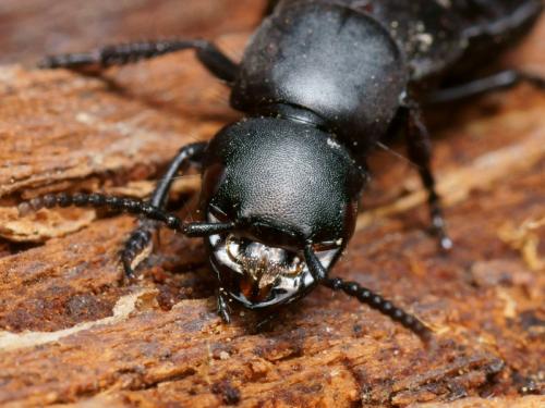 Ocypus sp.