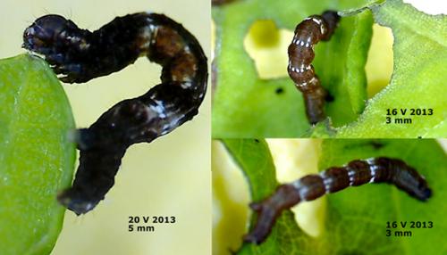 Selenia dentaria