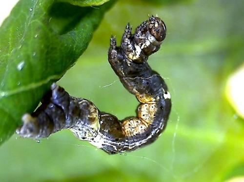 Réf. 101 902 : Selenia dentaria