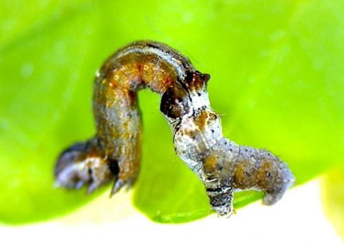 Selenia dentaria