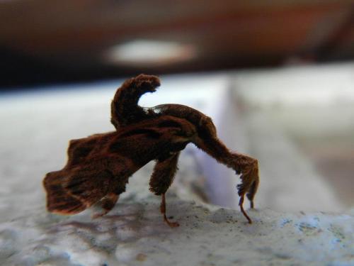 Sacada sp.