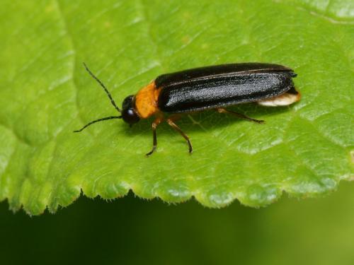 Luciola lusitanica