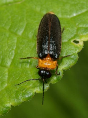 Luciola lusitanica