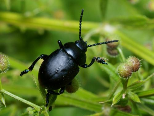 Timarcha nicaeensis