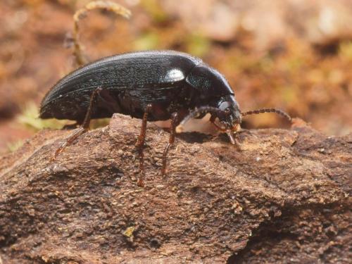 Prionychus sp.