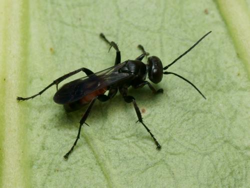 Arachnospila conjungens