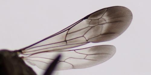 Arachnospila conjungens