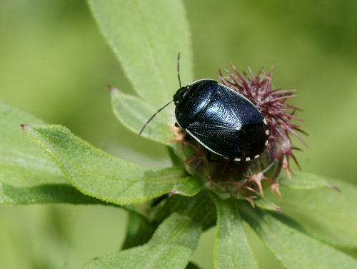 Canthophorus melanopterus