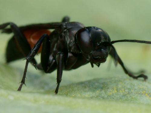Réf. 101 579 : Arachnospila conjungens