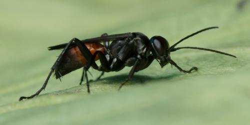 Arachnospila conjungens