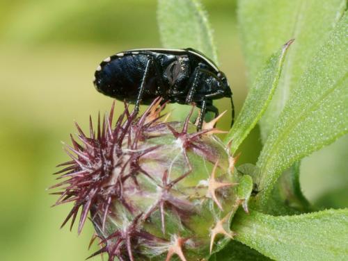 Canthophorus melanopterus