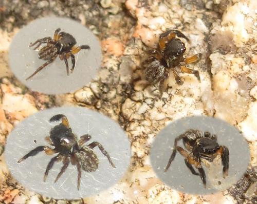 Réf. 101 866 : Euophrys innotata