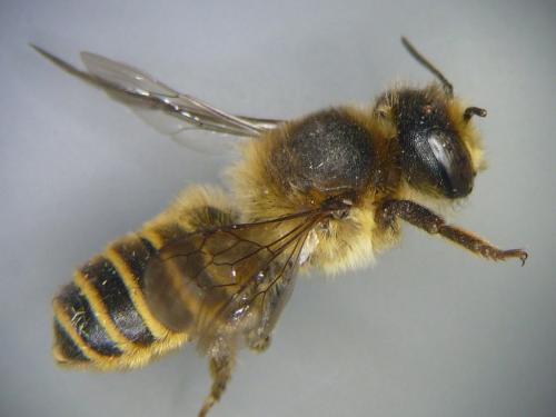 Réf. 101 506 : Megachile ericetorum