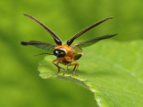Luciola lusitanica