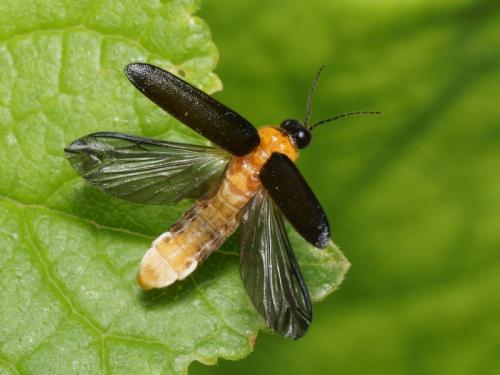 Luciola lusitanica