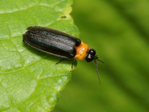 Luciola lusitanica