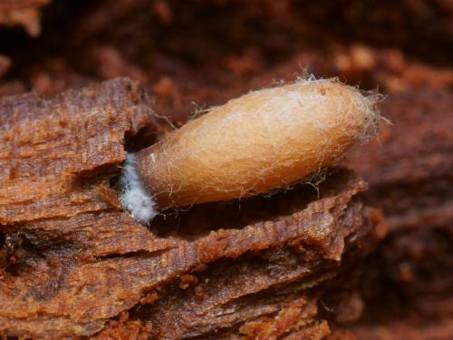 Arachnospila conjungens